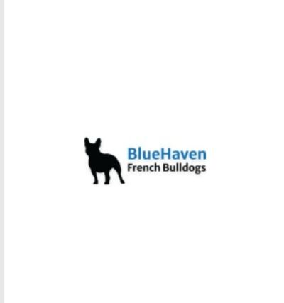 BlueHaven French Bulldogs